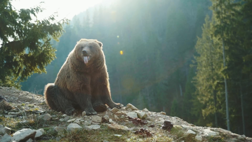 Cute carpathian grizzley sitting on cliff top in the woods. Funny animal brown bear with tongue out roariong waiting food at sunset. Amazing landscape background. Wildlife. Royalty-Free Stock Footage #1045696312