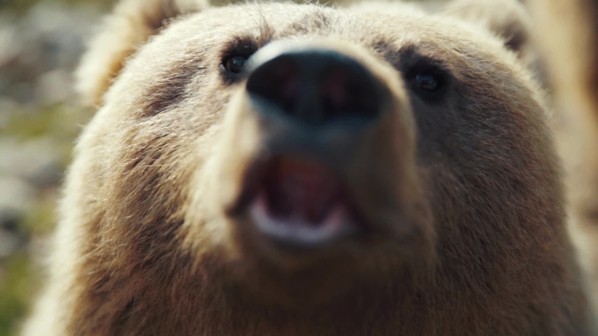 Close up brown bear's muzzle in forest wild danger european grass fur summer dangerous nature woods wilderness summertime outdoors powerful life fauna evening slow motion Royalty-Free Stock Footage #1045696345