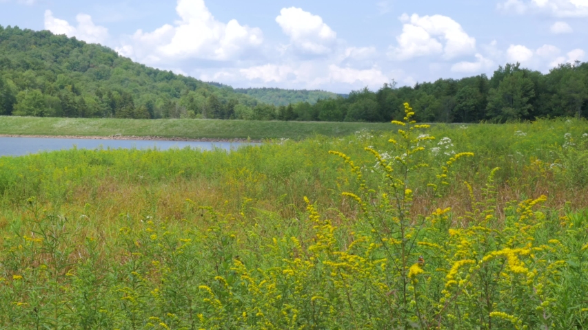 367 Small yellow flowers with forest and mountain in the bcakground