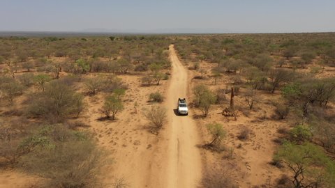 Frontal drone flight of jeep driving through beautiful desert landscape with trees and mount building termites, in remote region in South Ethiopia