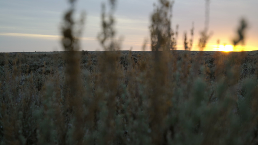 Slow pan through Sagebrush at rising sun on Montana Prairie