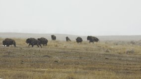 Bison herd running over prairie dog town in spring snowstorm - Powered by Shutterstock - Get 15% off with code: PIKWIZARD15
