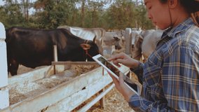 Agriculture mature female farmer using digital tablet while standing against cows in stable or farm countryside.