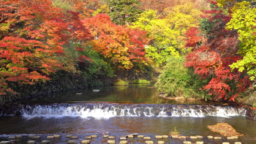 Red maple leaves or fall foliage in colorful autumn season near waterfall at Ruriko-in temple, Kyoto. Trees in Japan with blue sky. Nature landscape background.