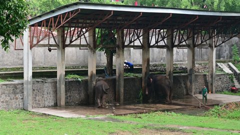 Surakarta, Indonesia, January 30, 2020; Jurug Zoo officials, Solo, Central Java, are cleaning the Elephant enclosure and providing morning food.