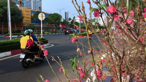 VUNG TAU, VIETNAM - JANUARY 2020: A street with blooming peach holiday trees on Tet Eve (Vietnamese Lunar New Year) at a street marketplace.