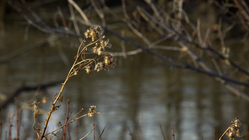 Sun on seed pod close as muddy creek flows in background in Montana