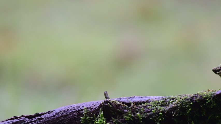 Nuthatch search feed on the dead wood, winter, (sitta europaea), germany