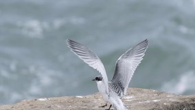 A White-fronted tern chick, New Zealand bird is flying on the rock.