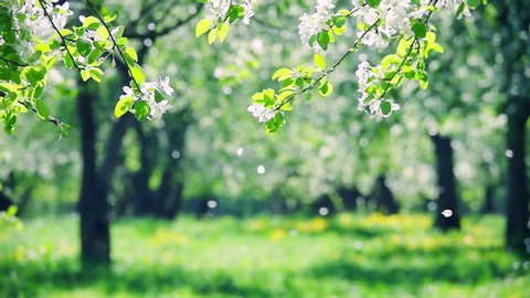Blossoms fall from trees against beautiful blur orchard blooming background. Slow motion. Bright floral scene with natural lighting. 