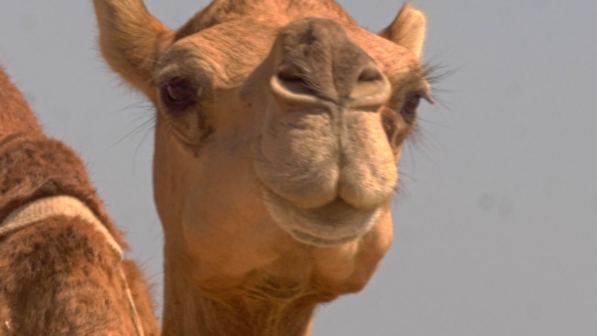 Breaks the camel s back. Breaks the camel s back