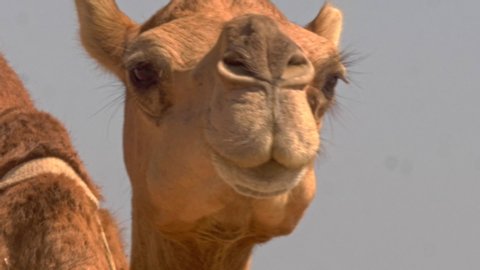 Close-up of the camel's face.The Arabian camel is the undisputed favorite animal of the populations of the Arab world.