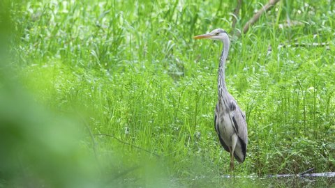 Grey Heron Searching For Fish in Forest Pond