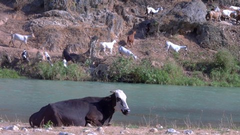 A cow sitting on the riverbed and goats passes from the other side in Darbat in Dhofar south of sultanate of Oman , salalah.