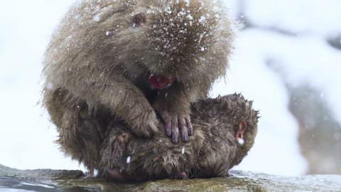 A Japanese Snow monkey mother grooms baby on the walls of a mountain onsen in Nagano. Snow falling. Slow motion, RED Camera. Video de stock