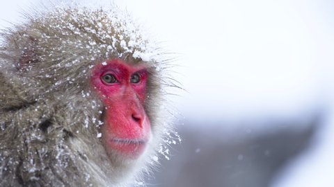 Close up Portrait of Japanese Macaque in winter, snow flakes falling. Space for Copy.