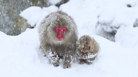 Family of Japanese Macaques looking for food in the snow. Falling snowflakes in Slow Motion. RED Camera.