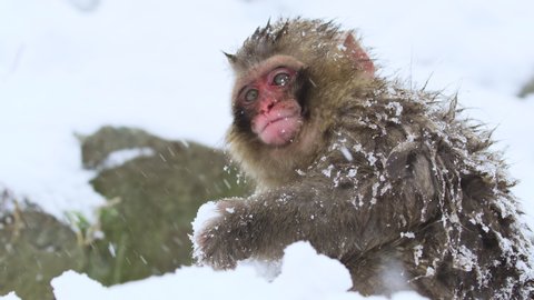 Baby Japanese Macaque finds food while snow if falling around the the Onsen springs in the Mountains of Nakano. Snow Monkeys. RED Camera.