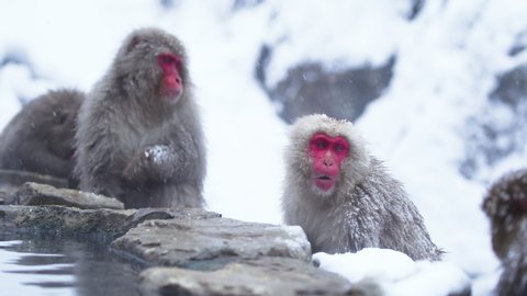 Adult Snow monkeys sit around a hot spring onsen in the mountains while snow flakes fall. Japanese Macaques. RED Camera.