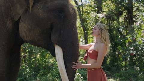 nature woman touching elephant in jungle caressing animal showing affection in zoo sanctuary 4k