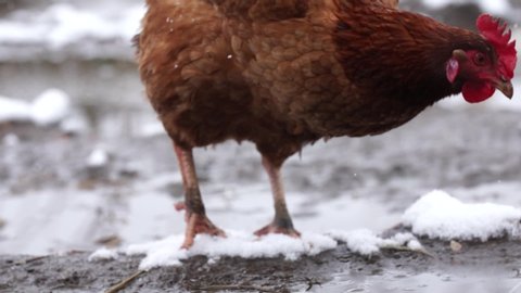Organic animal husbandry, chicken in natural conditions in winter, in the barn slow motion stock video. 