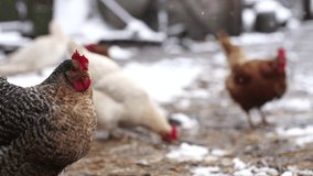 Organic animal husbandry, chicken in natural conditions in winter, in the barn slow motion stock video. 