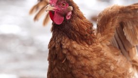 Organic animal husbandry, rooster in natural conditions in winter, in the barn slow motion stock video. 