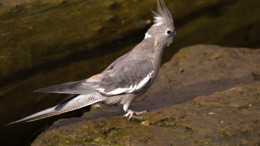 Close up of Cockatiel parrot walking on a rock and flying away.