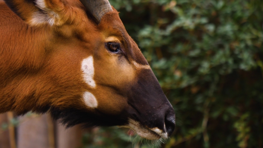 Close up of African mountain Bongo antelope profile of head chewing and turning to the camera
