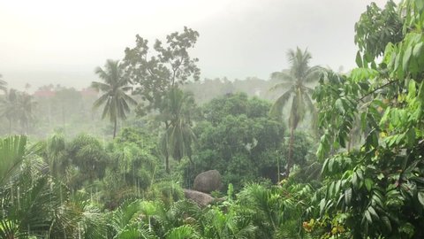 Rain in tropical rain forest during storm in Koh Samui, Thailand