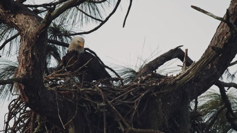 Bald Eagles Fly Into and Out Of Nest with Eaglets Fixing and Building the Nest