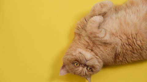 Ginger exotic persian cat playing on yellow background. Playful funny persian cat