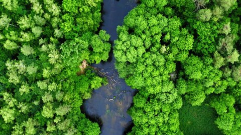 Green forest and blue river, aerial view of Poland