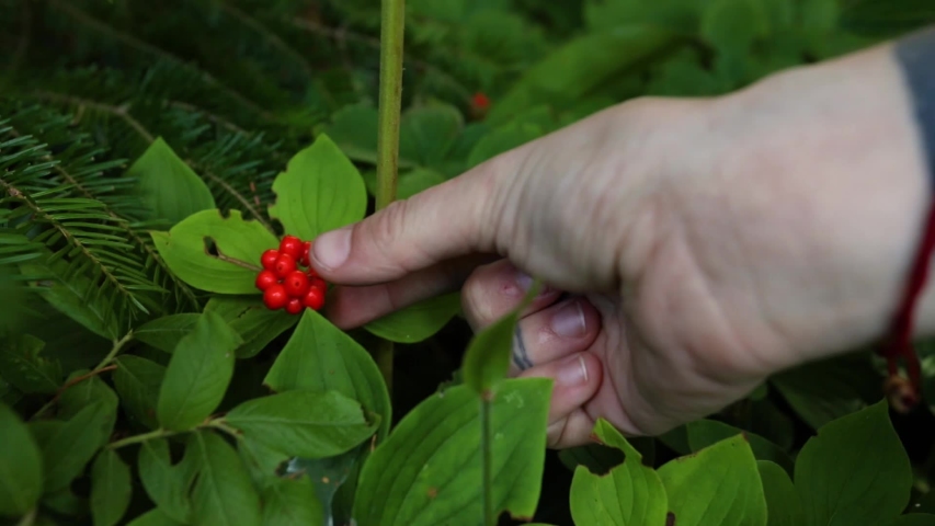 Close up shot of Cornus canadensis plants with hand picking bunchberry red fruits. Also is known as Canadian dwarf cornel, quatre temps, creeping dogwood. Royalty-Free Stock Footage #1045784209
