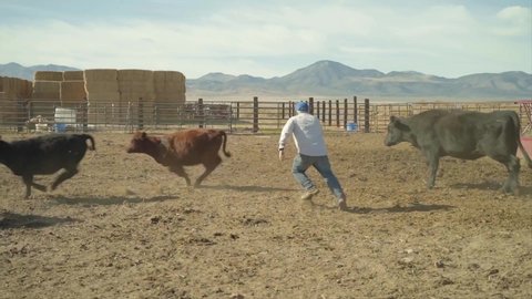 Goshen , Utah / United States - 10 19 2018: Slow Motion shot of a rancher chasing his gerd of cows. The man trips and falls down in the dirt.