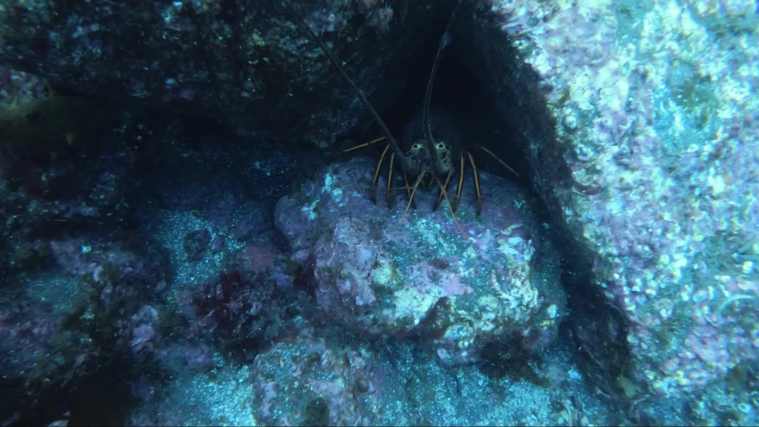 Crab sitting and waiting inside of a hole in the pacific ocean, Gulf of California, USA