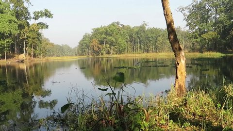 Beeshazaar and Associated Lakes lie in the bufferzone of Chitwan National Park, a World Heritage Site, Central, Nepal. This wetlands area is part of Bharandabhar biological corridor.