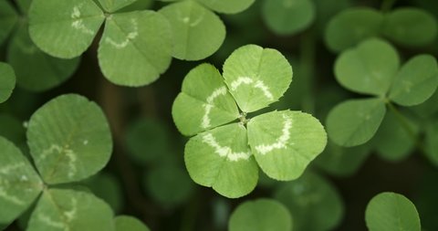 Lucky four leaf clover in a field of clovers. Shamrock shape lucky charm or St. Patrick's Day.の動画素材