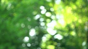 Magic green sparkling natural bokeh video background in 4k. Real defoused pollen and blurry leaves of tree in soft sunset light. Christmas bokeh background