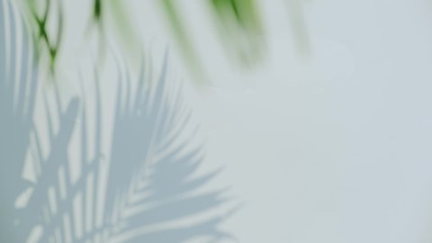 Close up silhouette shadow of palm leaves motion by natural wind on white wall background.	