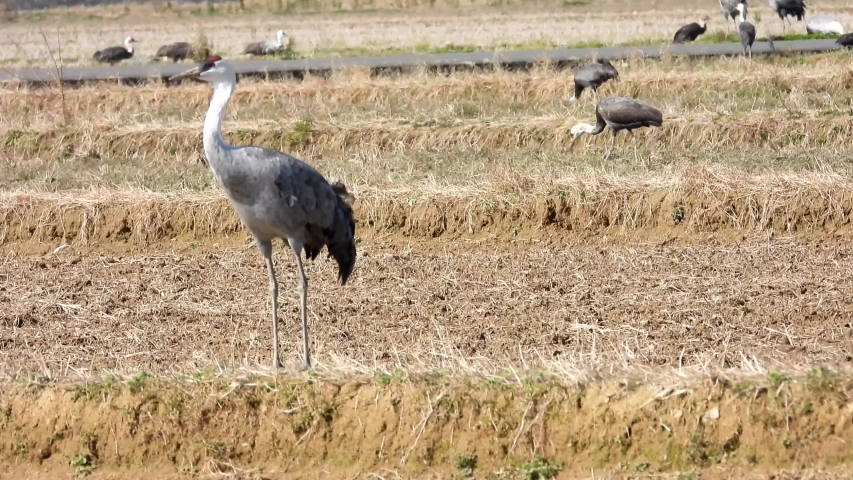 Crane grooming on one leg
