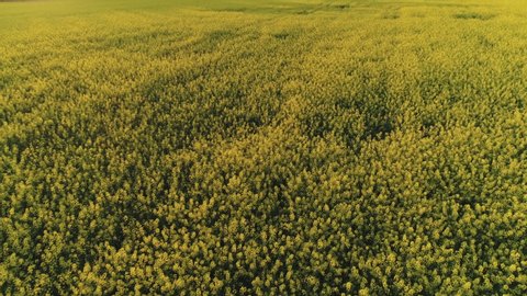 Flying over yellow rapeseed canola field at sunset