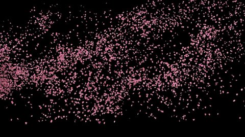 rose petals or pink cherry  blossoms  blizzard flying across screen isolated on black (4k, Alpha matte)