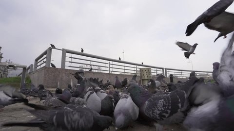 A large group of gray pigeons takes off from the place where they are fed. Slow motion