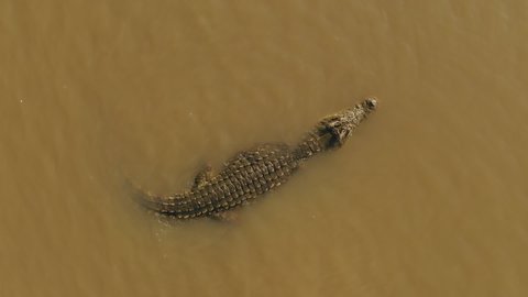 Ascending overhead abstract drone shot of floating Nile crocodile near beach of Chamo Lake, wildlife and natural scenery in Ethiopia Africa
