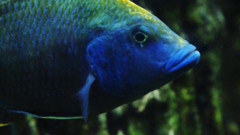 Underwater footage of tropical fish. Tropical cichlids in aquarium.