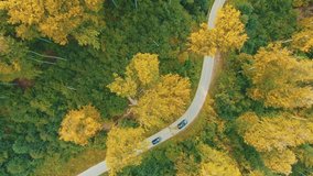 Aerial following video of cars driving along winding road through autumn forest with green and yellow treetops.