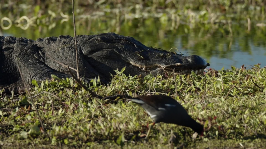 Bird Walks by Huge Sleeping and Sunbathing Alligator in Florida Swamp