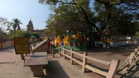 Varanasi, India - January 31, 2020: The Sacred Bodhi Tree and complex at Sarnath, the Peepul tree under which Buddha gained Enlightenment about 2500 years ago.