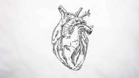 A traditional and minimal style animation of a heart pumping in loop